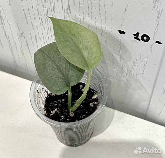 Сциндапсус Сильвер хиро