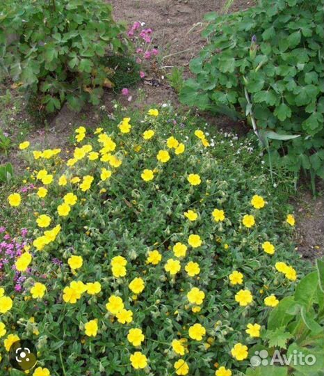 Цветы уличные