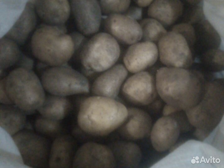 Картофель сменной домашний