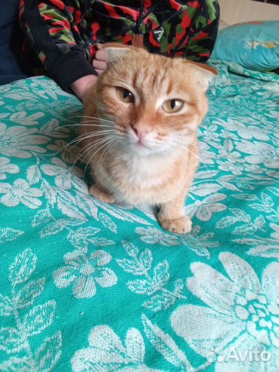 Вислоухие котята