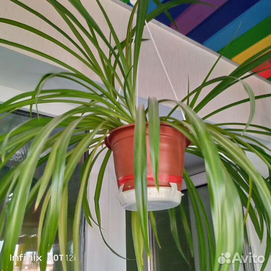 Хлорофитум