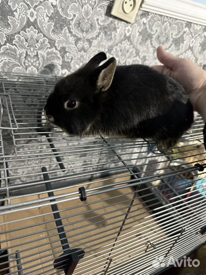 Малыши крольчата