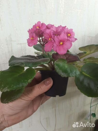 Фиалка сортовая