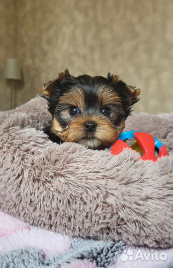 Йоркширский терьер