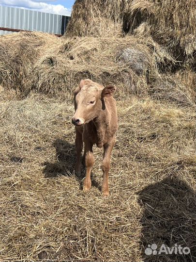 Продам телочку