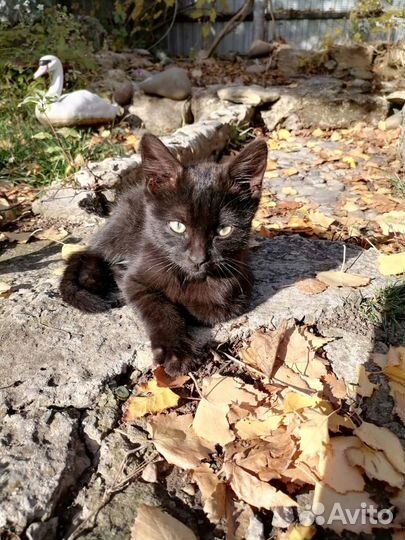 Черный котенок