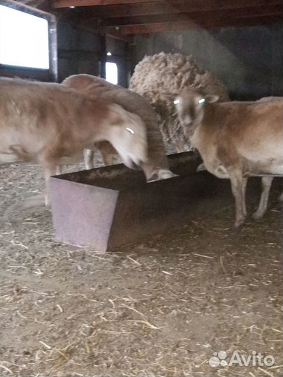 Продам катумских ярок
