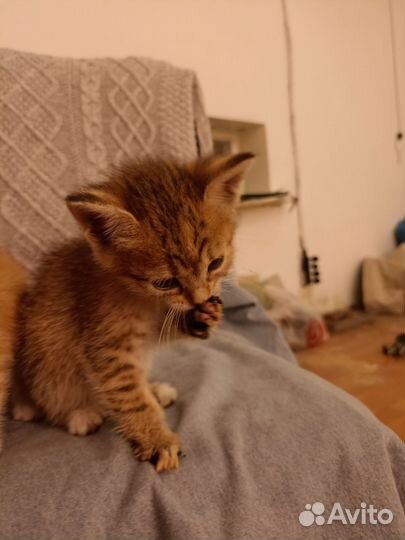 Золотые коты в добрые руки
