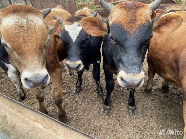 Быки Джерси