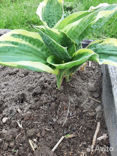 Садовая хоста