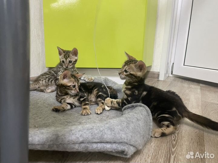 Бенгальские котята