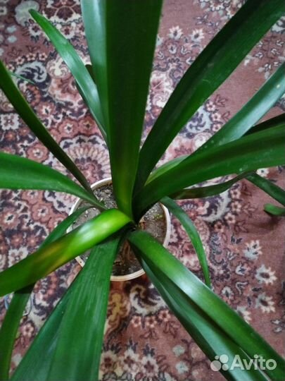 Кактусы, цветы комнатные