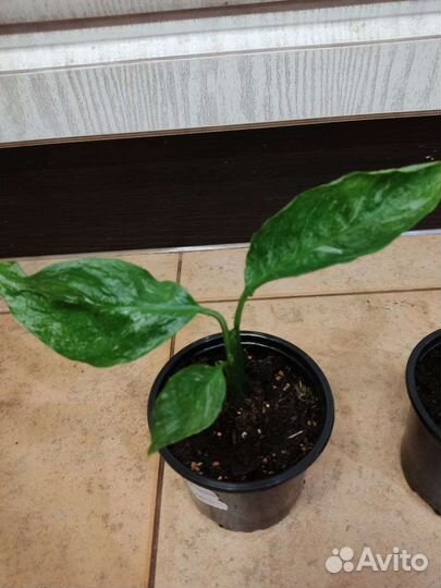 Спатифиллум Джемини