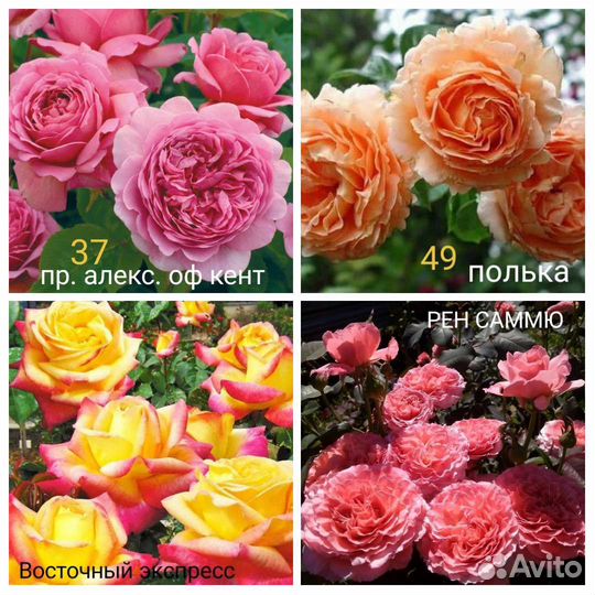 Хвойники, розы,ирисы