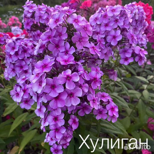 Флоксы многолетние метельчатые сорта