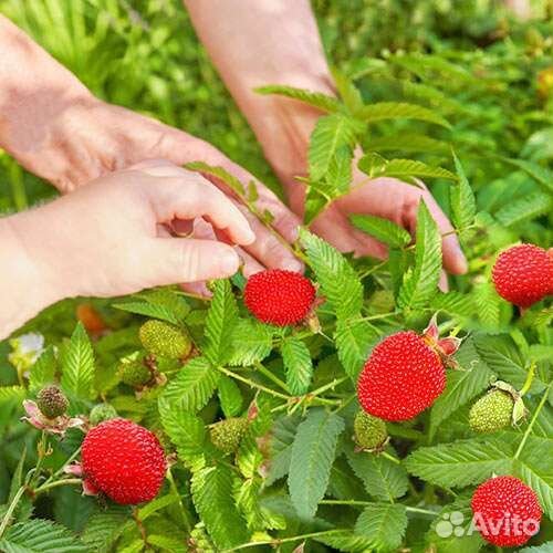 Малина клубника