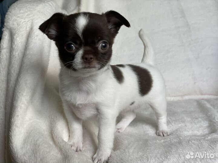 Чихуахуа бело шоколадная девочка