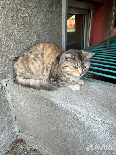 Кошки в добрые руки