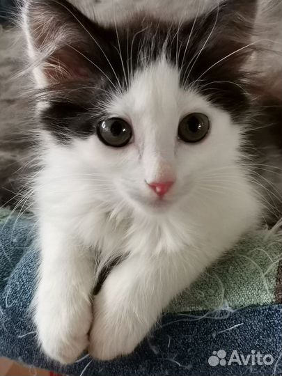 Котенок мальчик