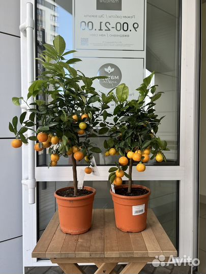 Цитрус Каламондин (Calamondin)