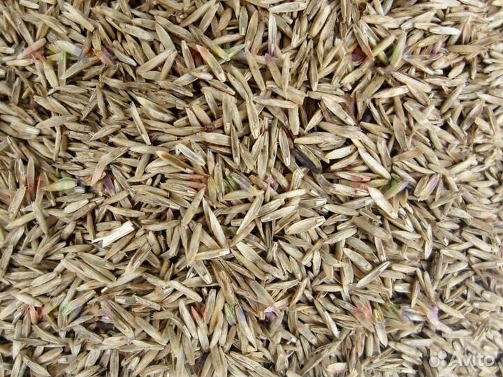 Семена Райграс однолетний оптом от 100кг