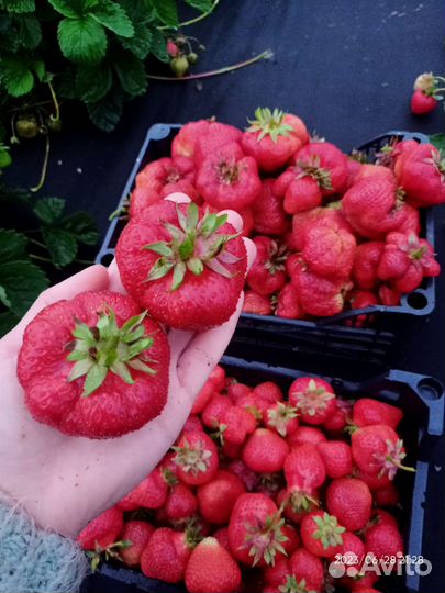Клубника сорт камрад победитель (Конрад)