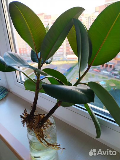 Фикус в горшке и ростки
