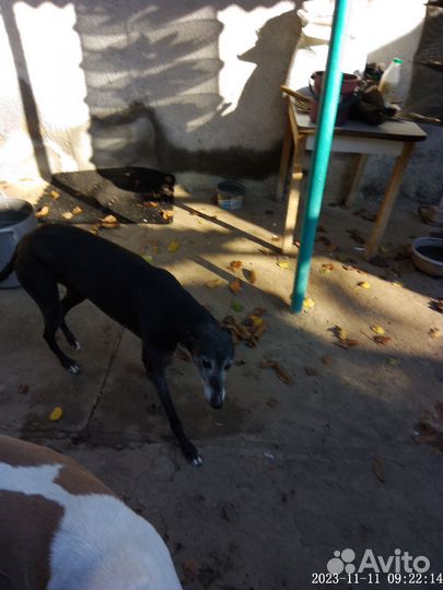 Собаки Грей отдам сразу всех бесплатно