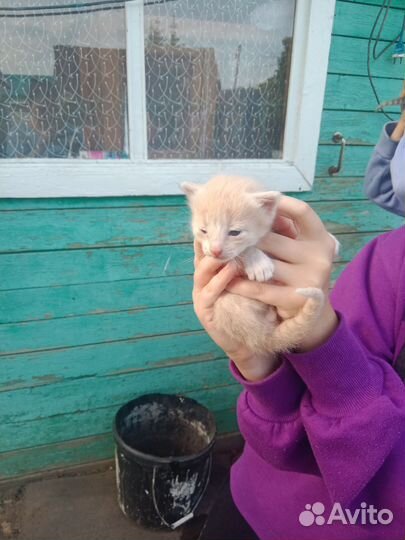 Котята для души