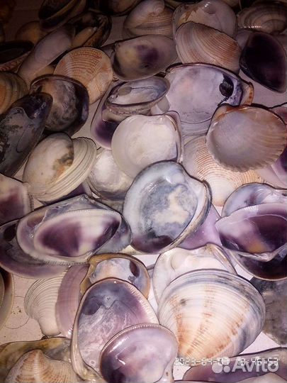 Мелкая морская ракушка