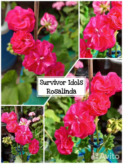 Пеларгония герань селекция