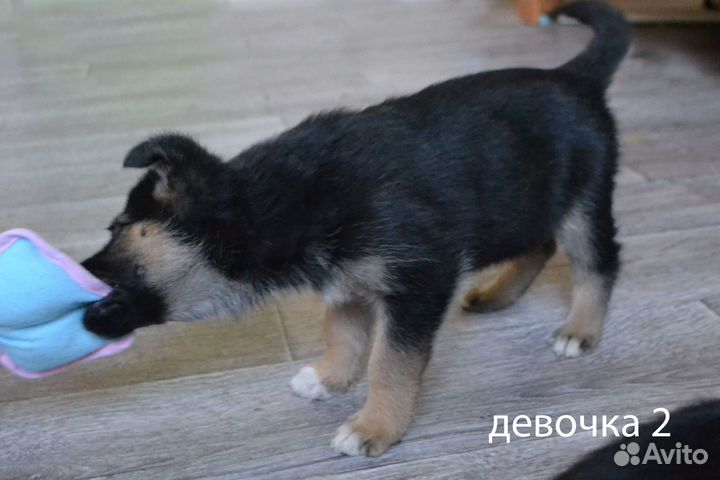 Щенки овчарки