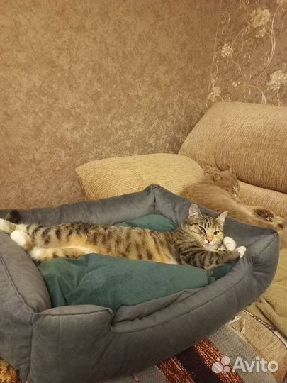 Кошечка Сима