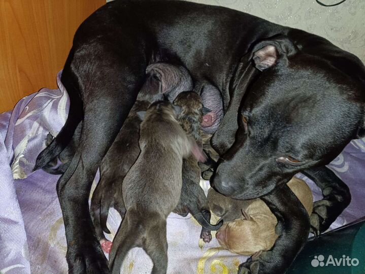 Щенки питбуля