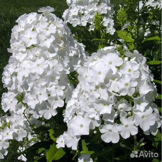 Продам саженцы многолетних цветов