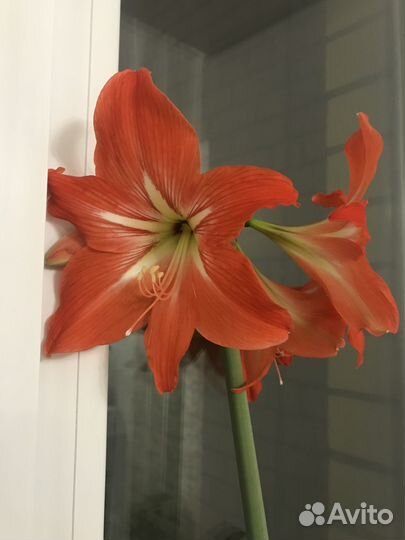 Амариллисы, гиппеаструм