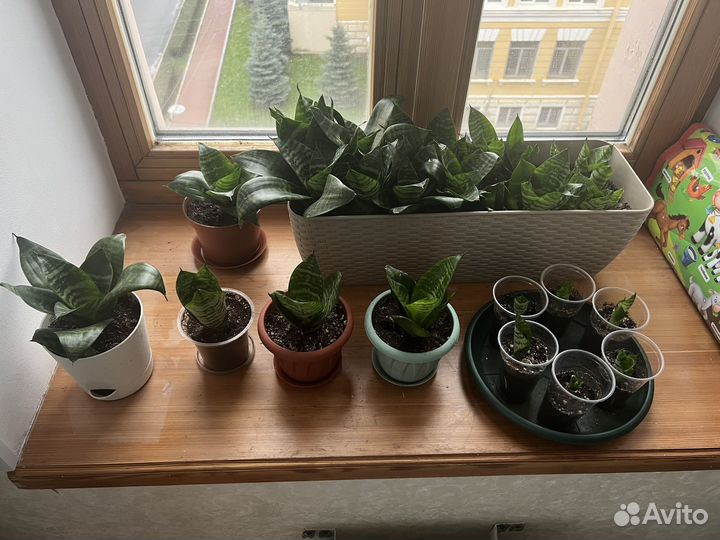 Сансиверия