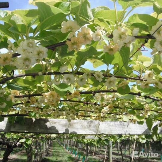 Актинидия коломикта