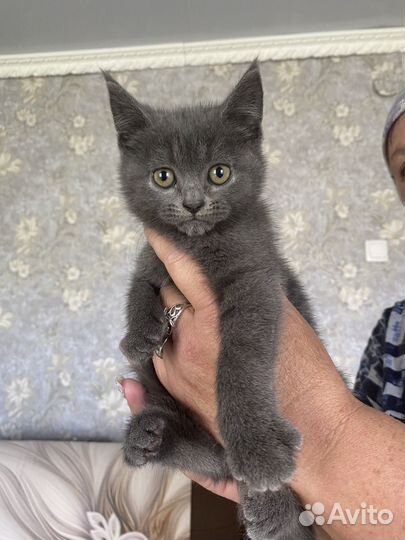 Котята метисы шотландские
