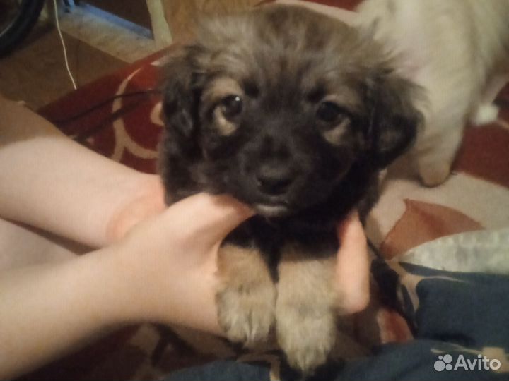 Собака в добрые руки отдам бесплатно