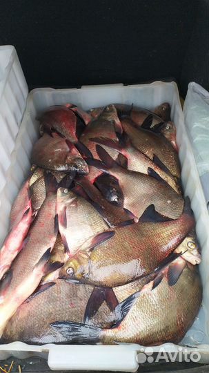 Свежая рыба: плотва, окунь, лещ на завялку