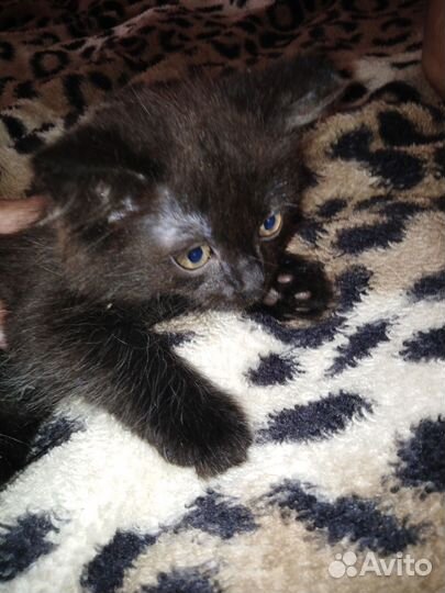 Котята в добрые руки бесплатно