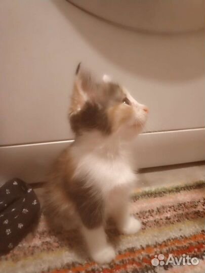 Кошки в добрые руки бесплатно