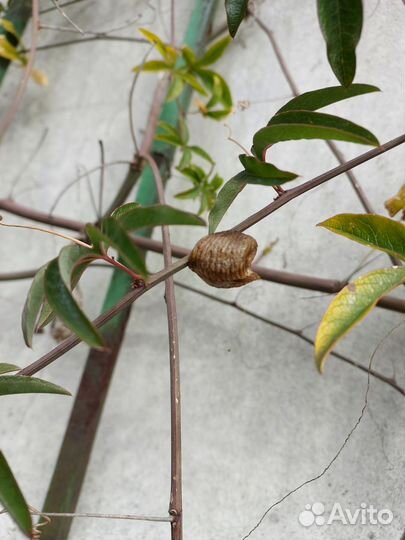 Оотека богомола