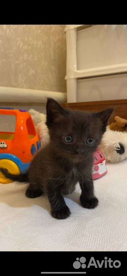 Подарю котенка. Девочка