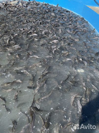 Африканский сом