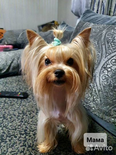 Йоркширский терьер