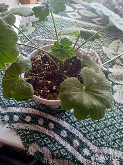 Пеларгония герань