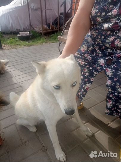 Малому девочка