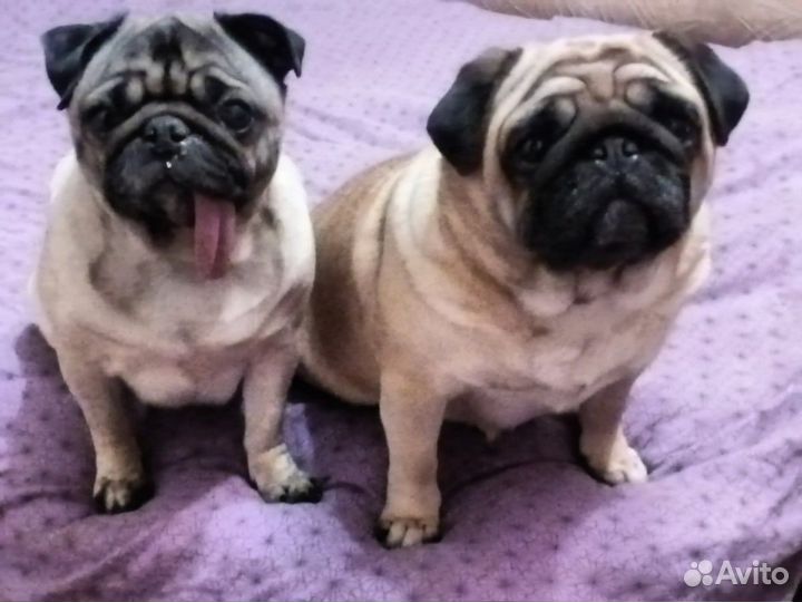 Ветеринарный врач. Выезд на дом